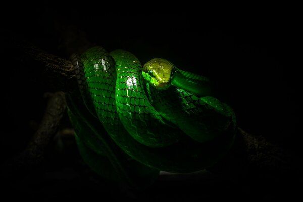 Serpiente verde sobre fondo negro