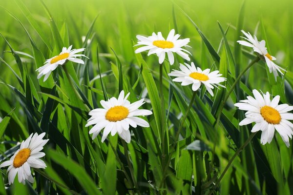 Belle camomille dans l herbe verte