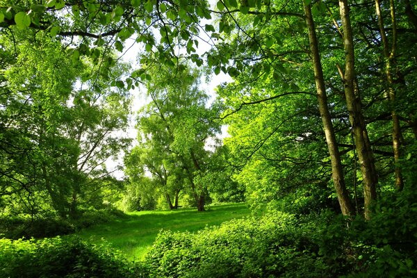 Parc vert d été à Londres