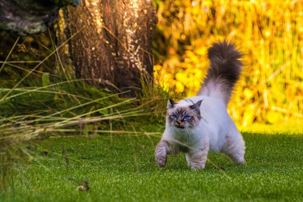 Ein Spaziergang der birmanischen Katze ist ein schönes Foto