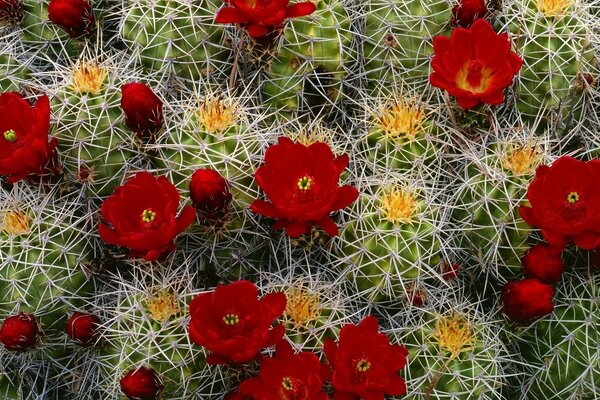 Cactus con flores rojas de cerca