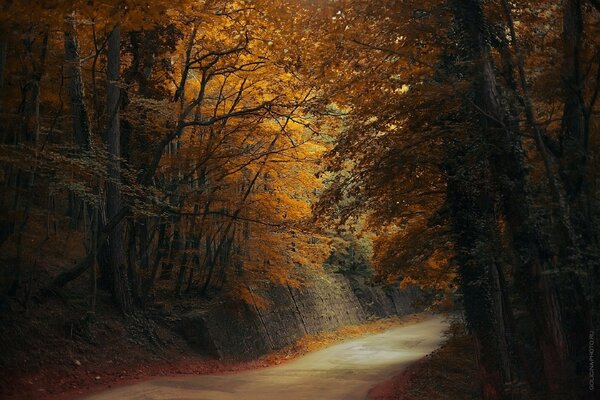 Svetlana golicyna Straße in den Wald