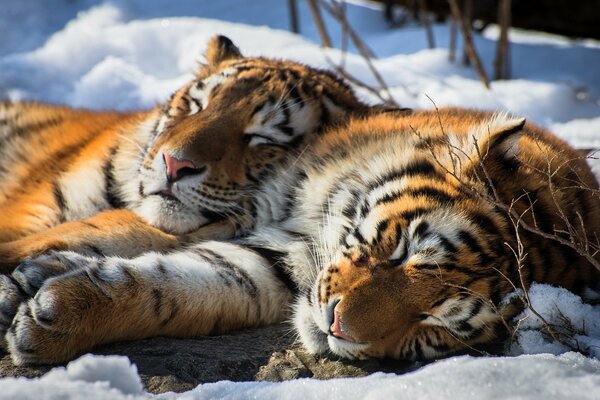 Tigres au repos dans la neige