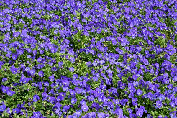 A field of blue pansies