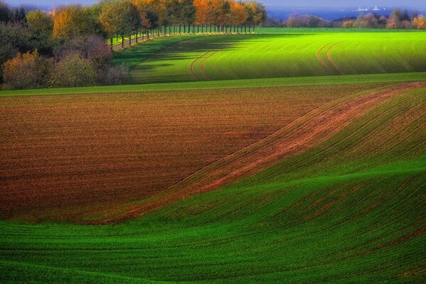 Orange-grünes Feld und Bäume