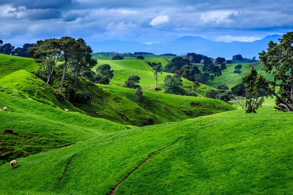 New Zealand landscape nature in summer