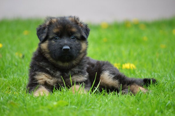 A puppy is resting in a meadow among flowers