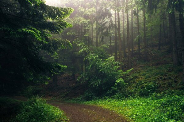 El camino en el bosque por la mañana es hermoso
