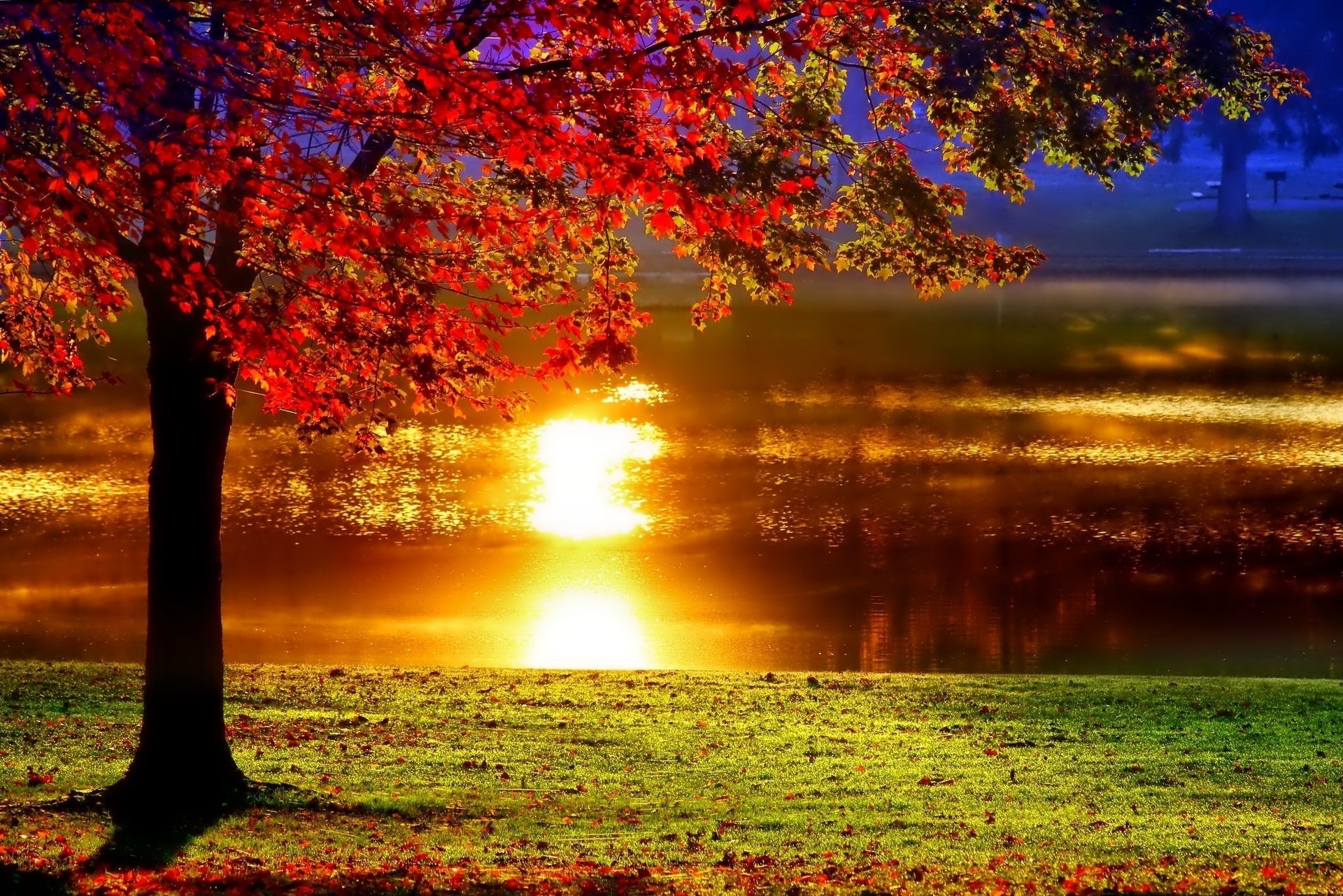 the reflection of the sun autumn tree river gra