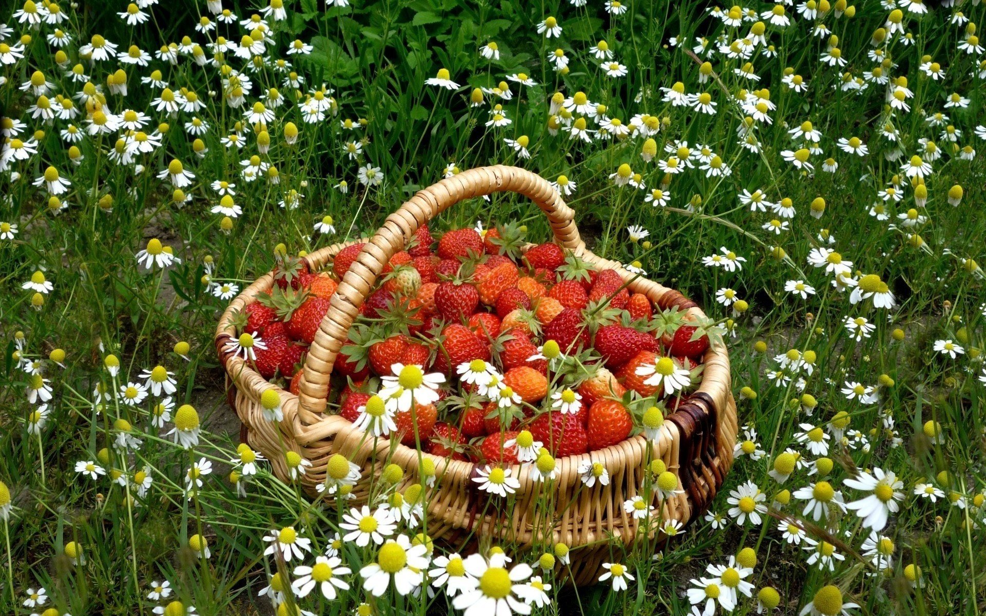 chamomile strawberry