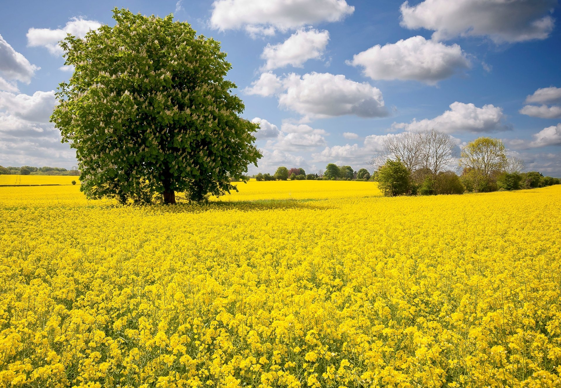 ukraine kastanie natur frühling feld raps baum schön himmel wolken