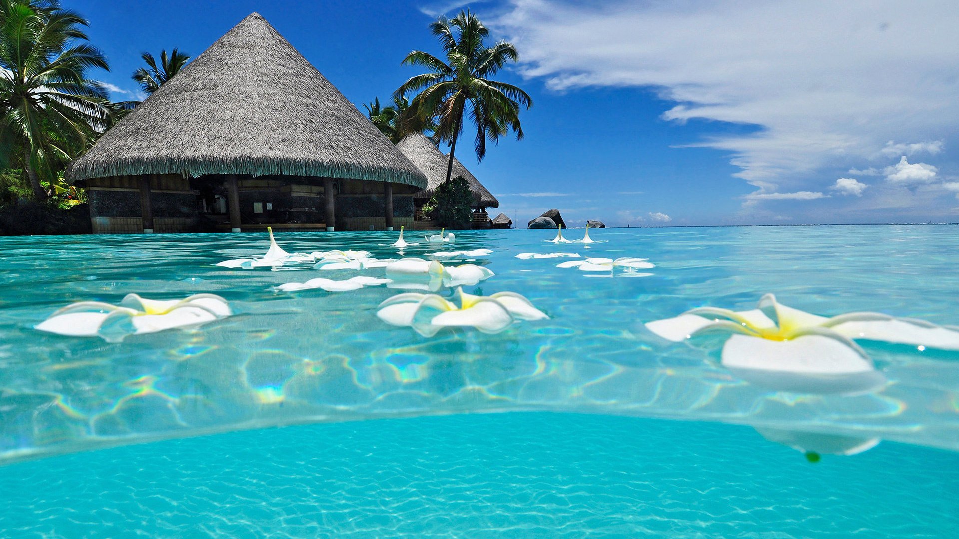 flowers summer tropics resort the ocean water the bottom palm trees the sky cloud