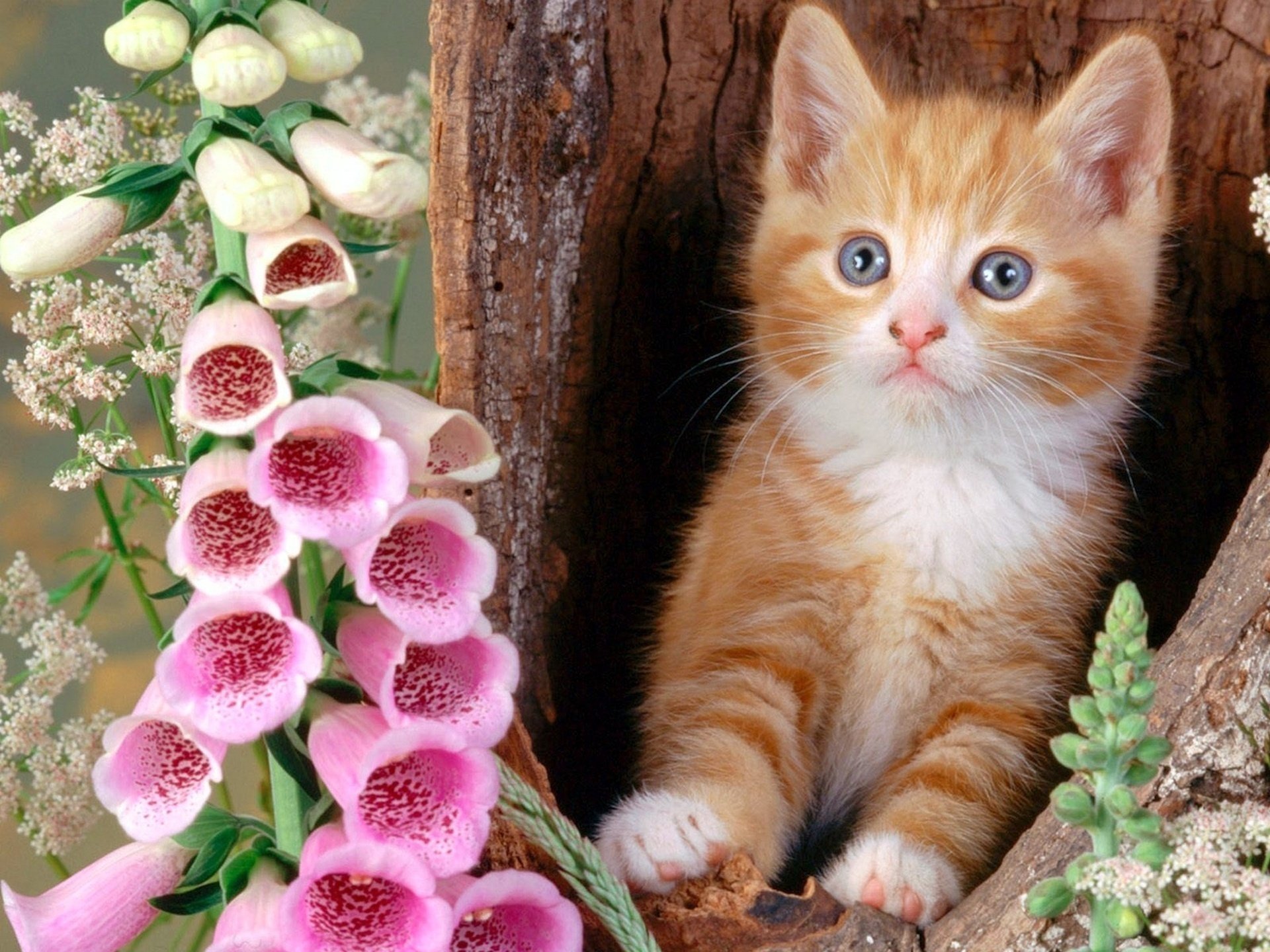 Котики картинки. Красивые кошечки. Красивые котики. Красивые котята. Котенок в цветах.