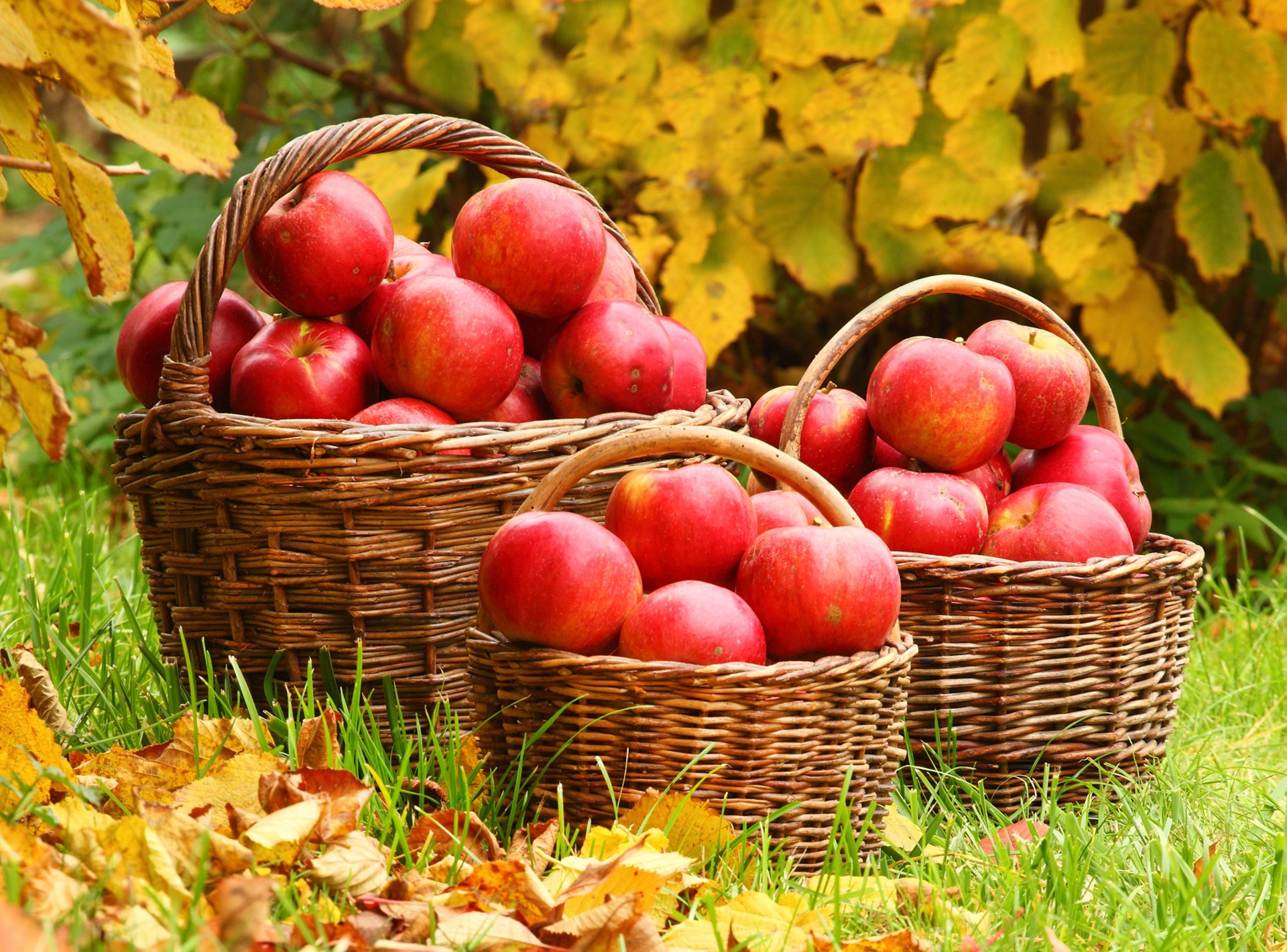 erba foglie autunno cestini mele