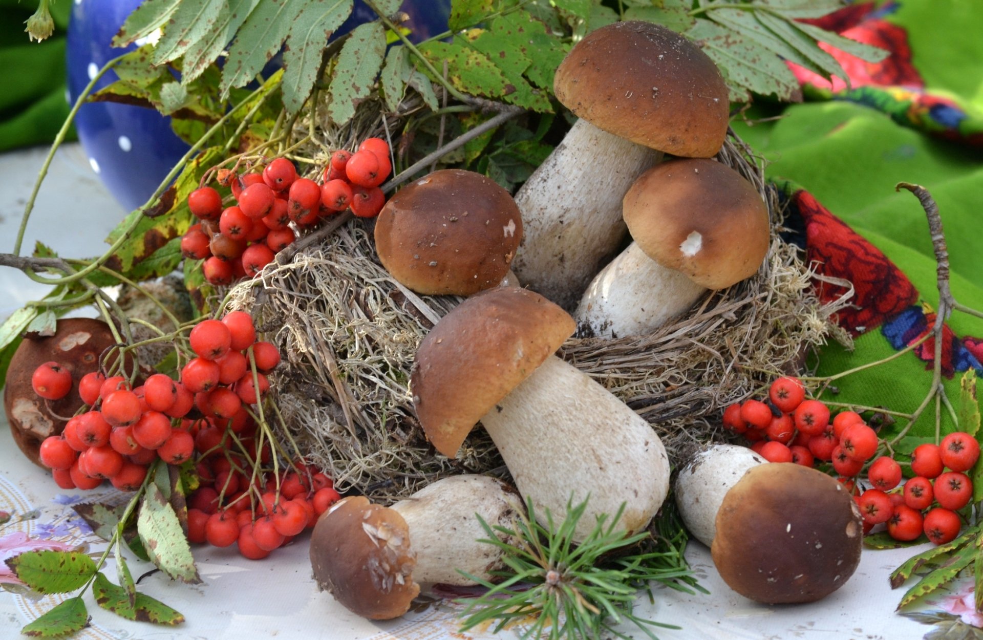 mushrooms mountain ash boletu