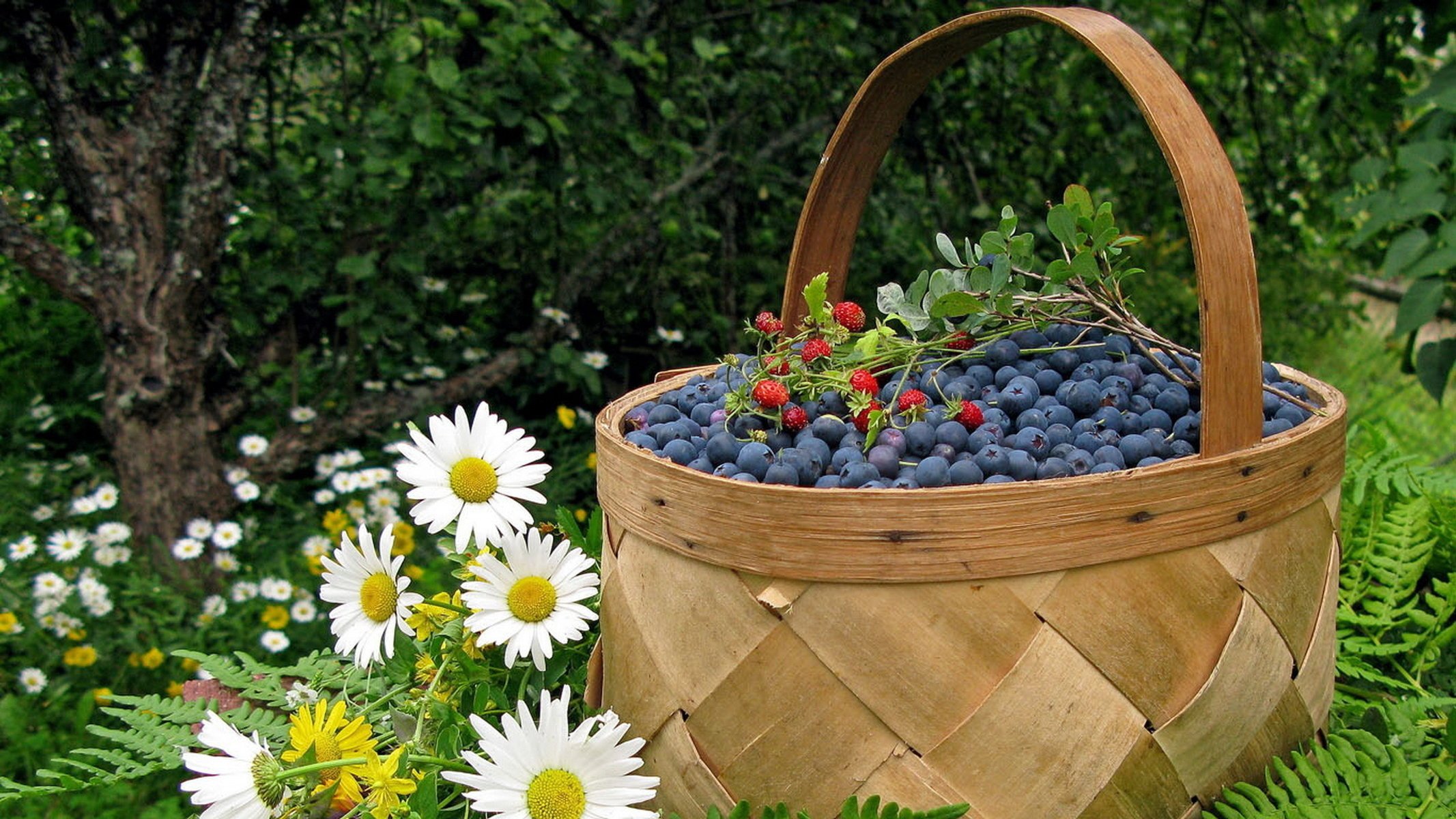 chamomile berries basket