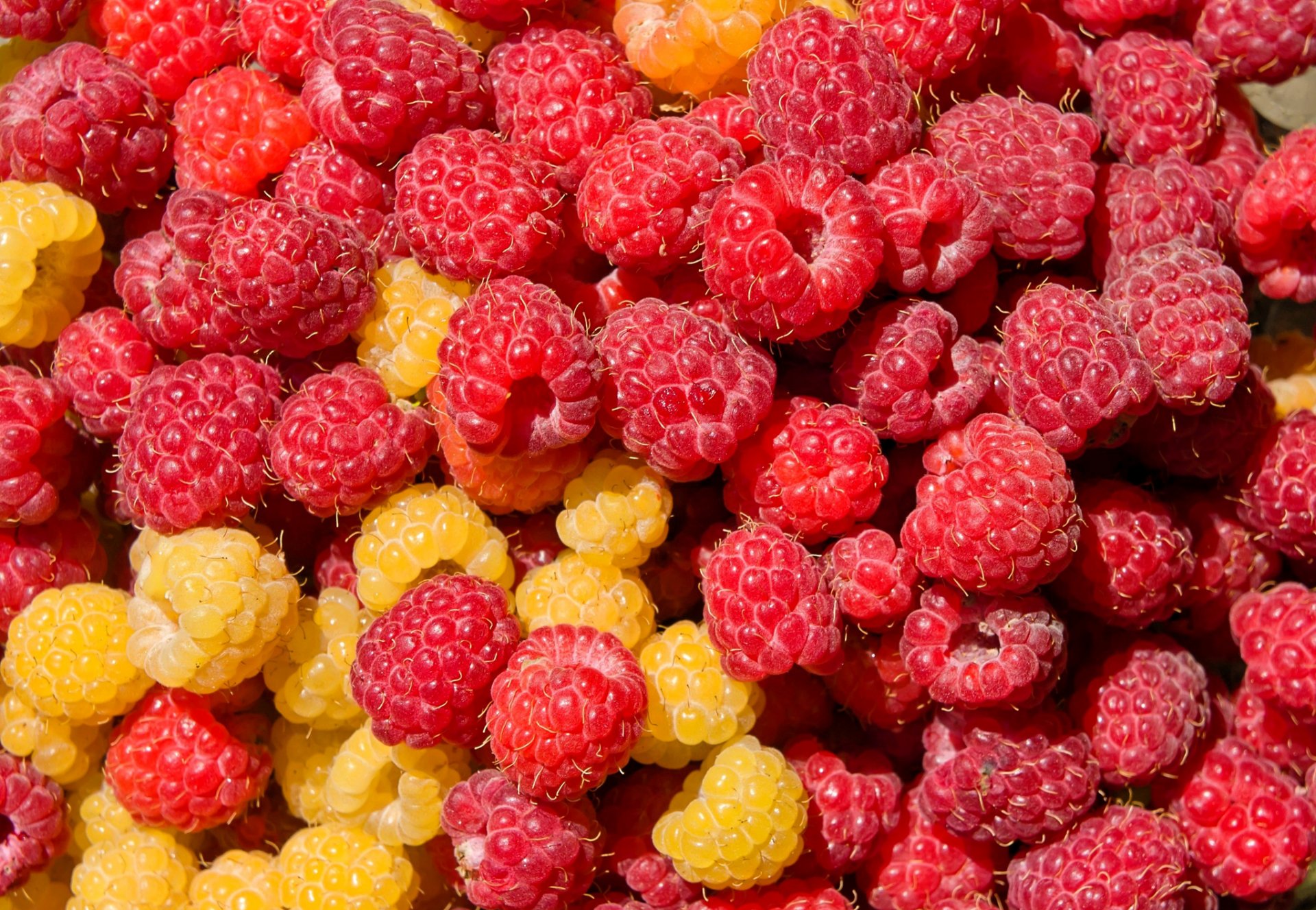 berries raspberry close up flower