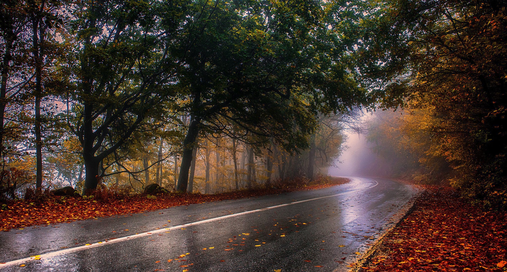 nature route automne forêt après la pluie