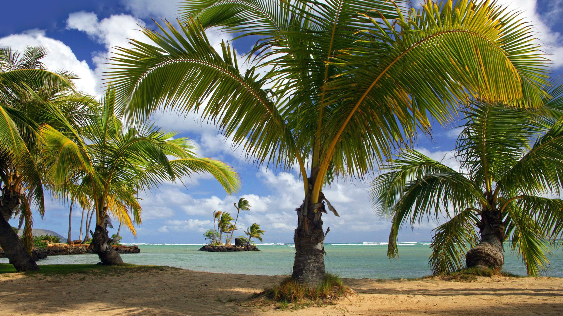 spiaggia palme