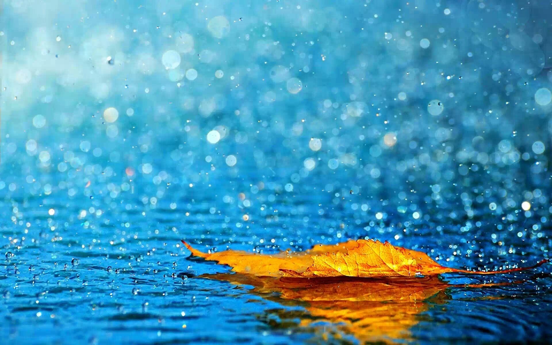 feuille jaune eau pluie automne