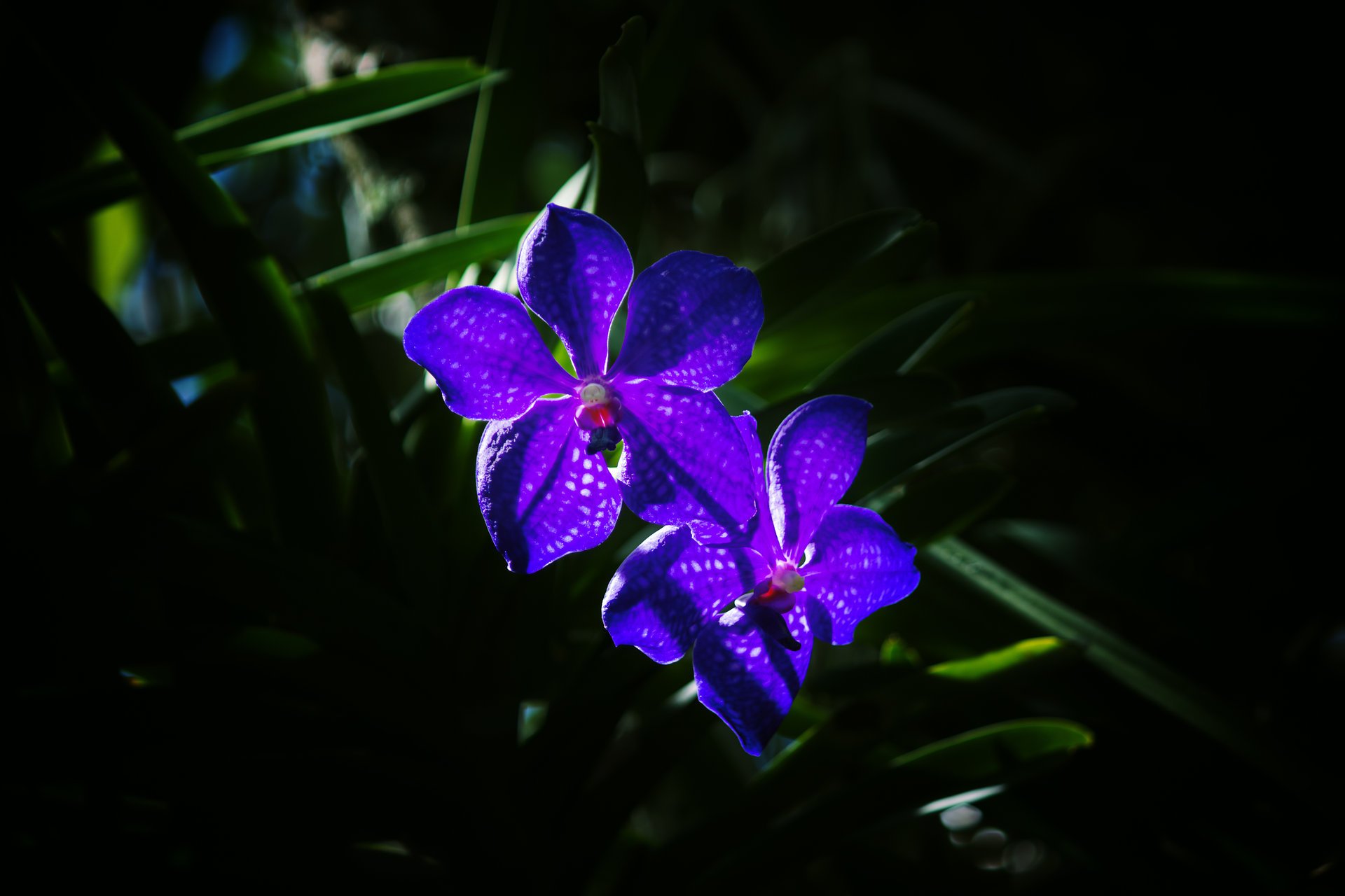 flores orquídeas púrpura