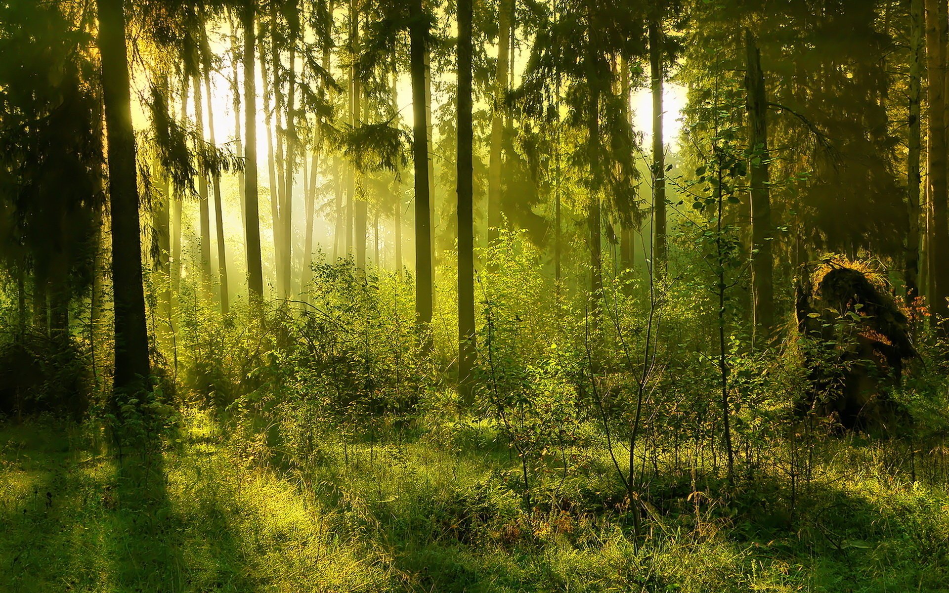 schmeichelhaftes dickicht dickicht sonnenlicht