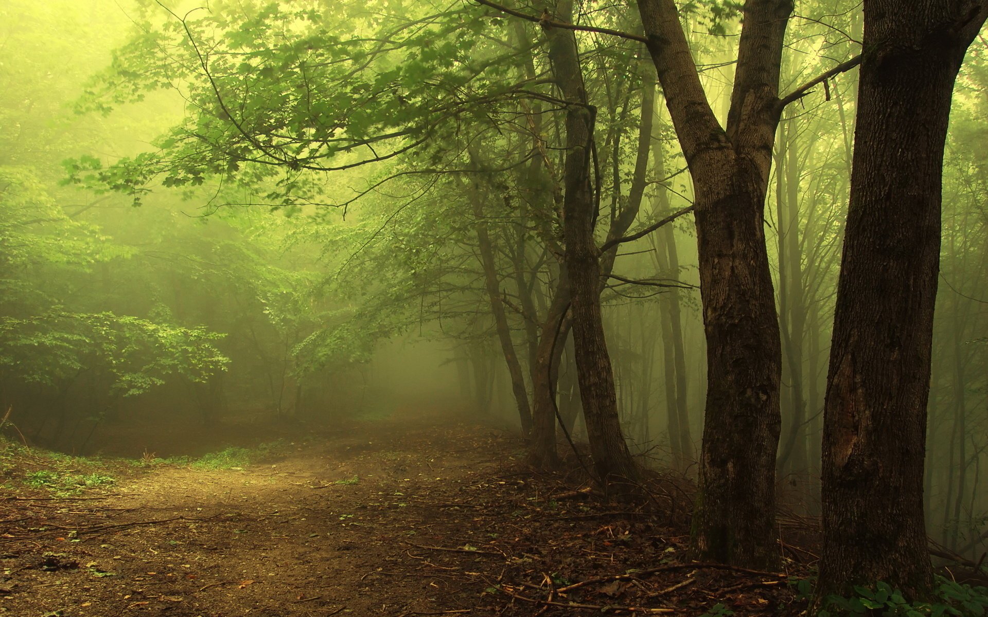 dunkler wald schlummernd licht zweige