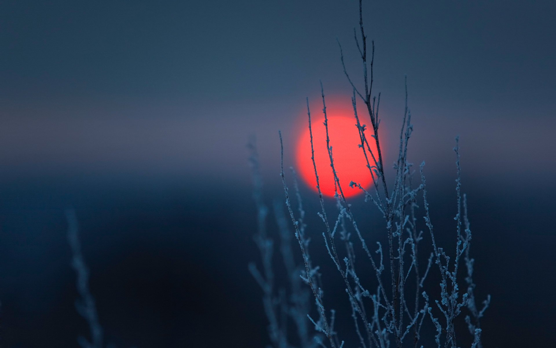 branche givre coucher de soleil