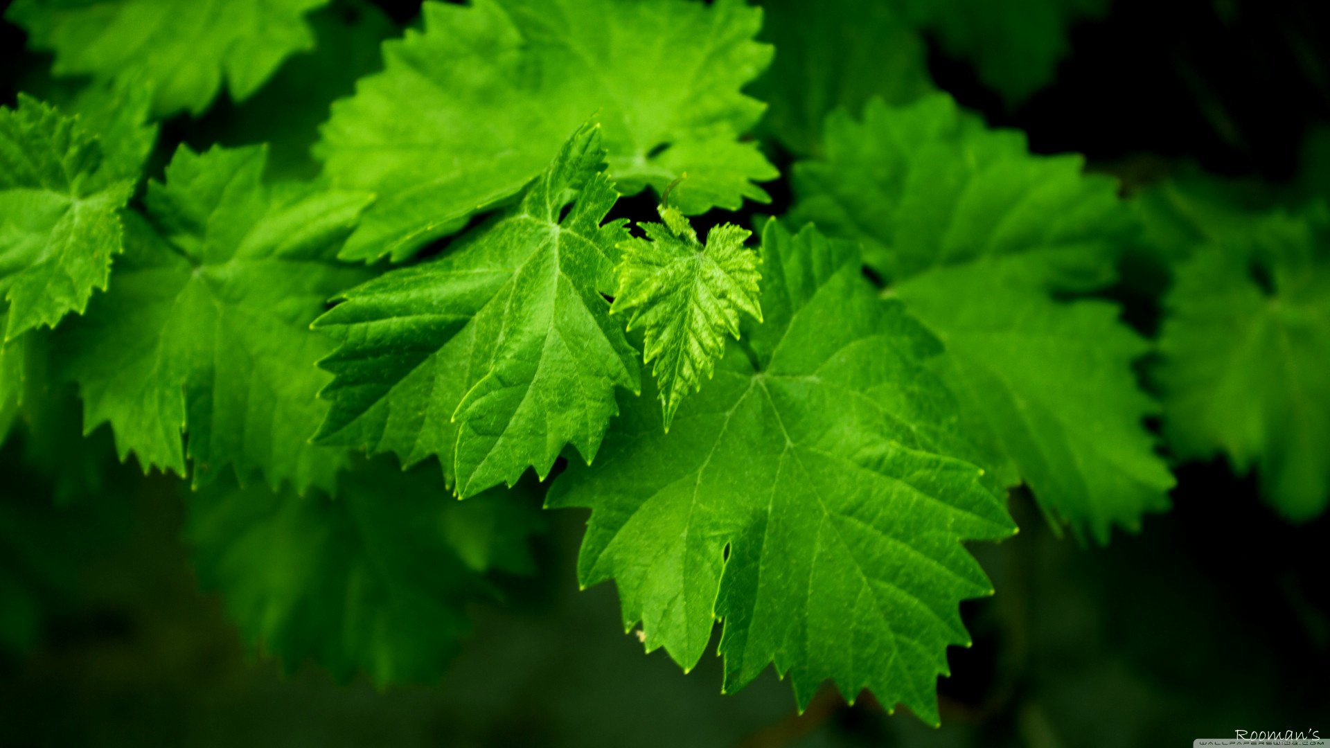 leaves green beautiful