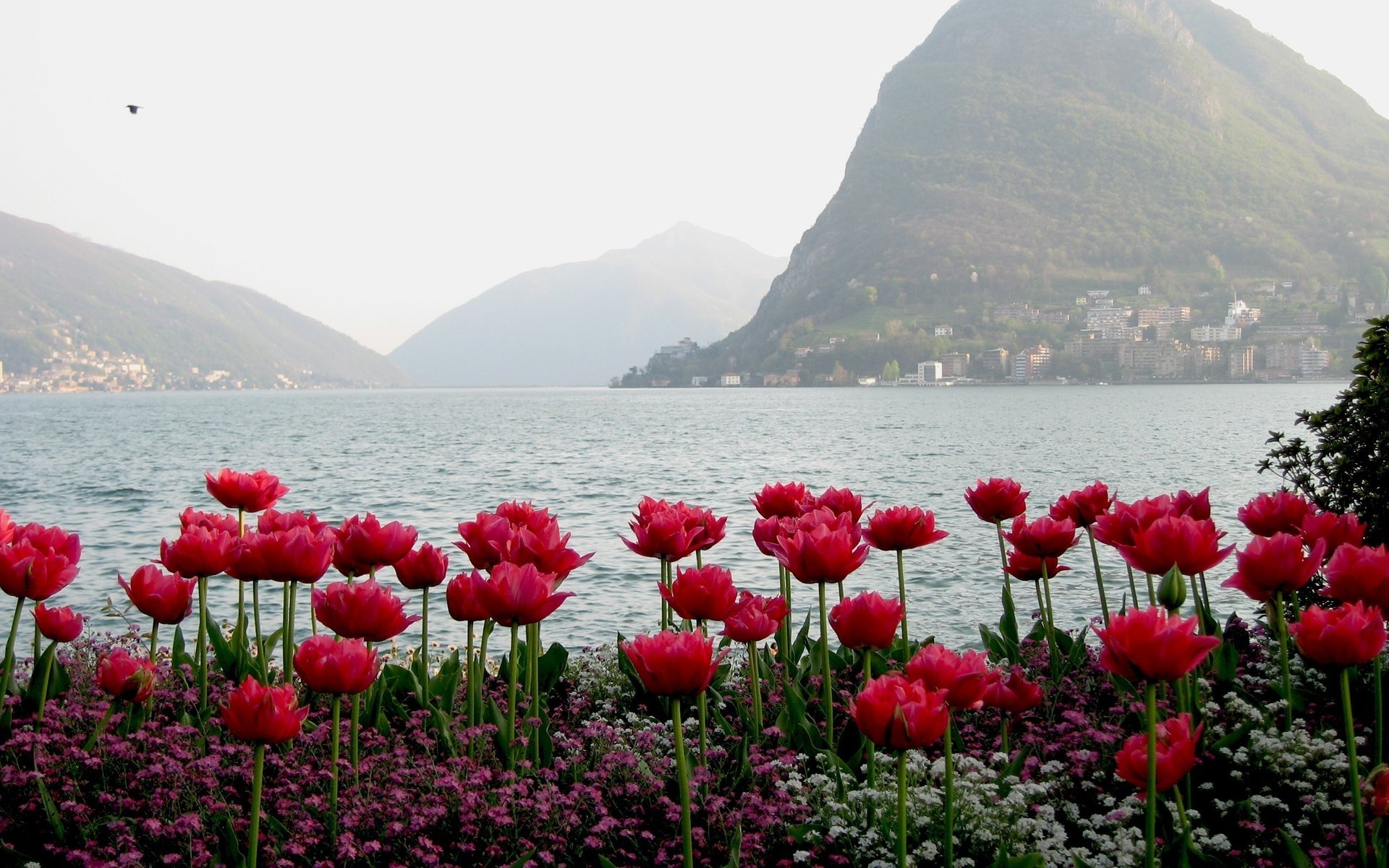 am flussufer rote blumen