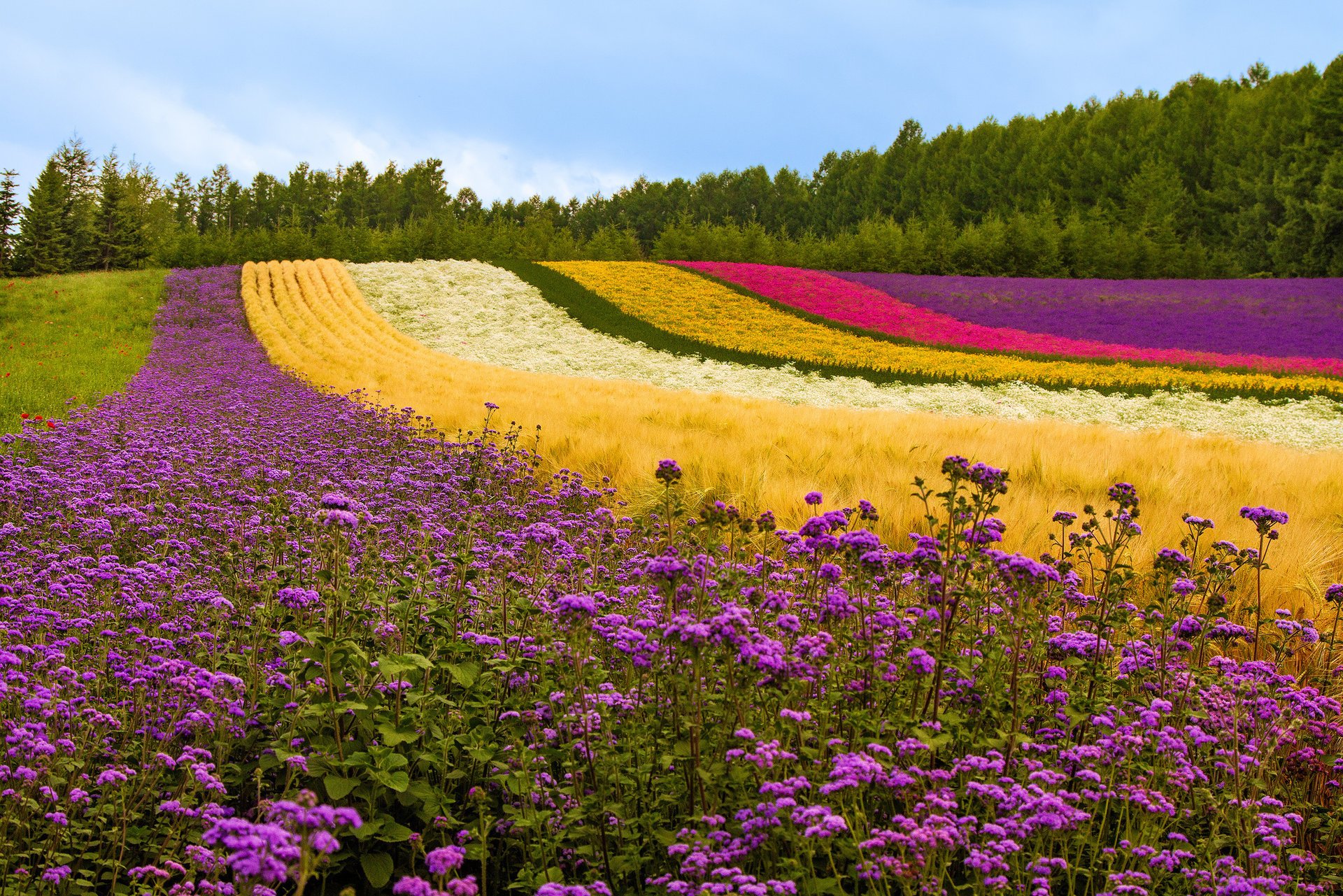 fleurs lavande coquelicots plantes arbres japon