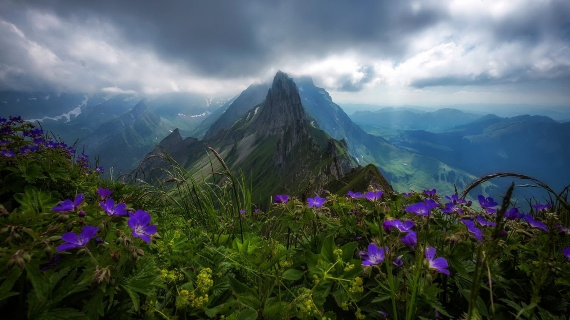 fleurs montagnes paysage ciel horizon clairière