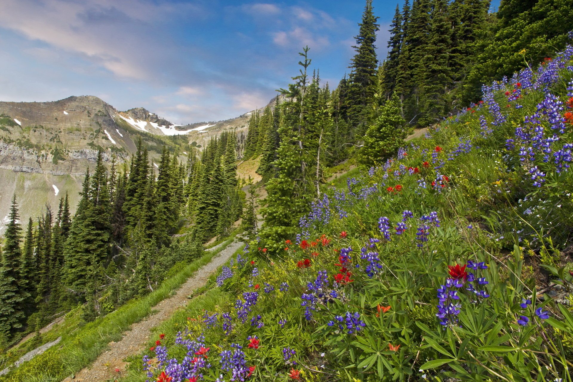 wilderness pasayten пейзаж сша горы трава тропа деревья ель природа