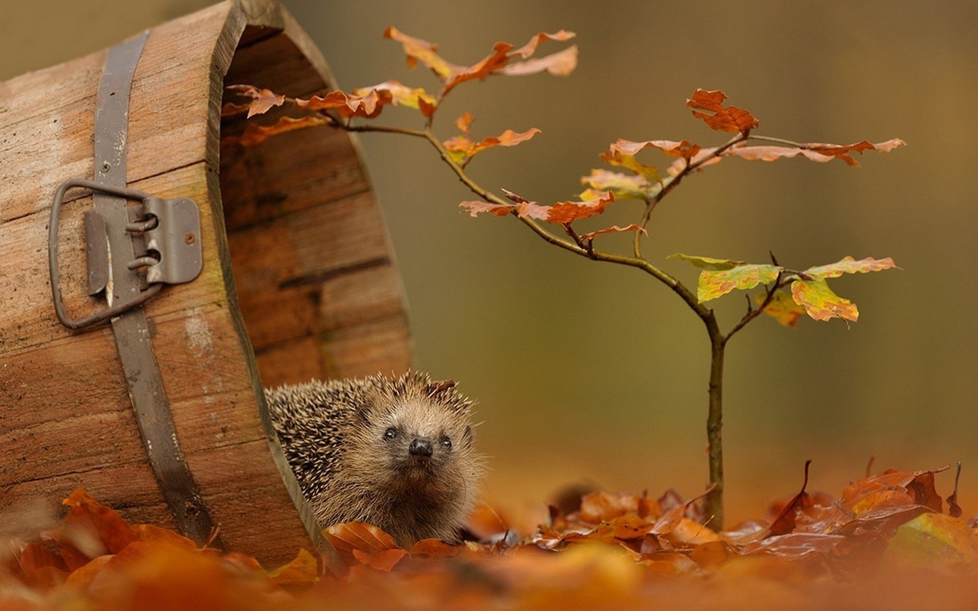 foglie autunno riccio ramo