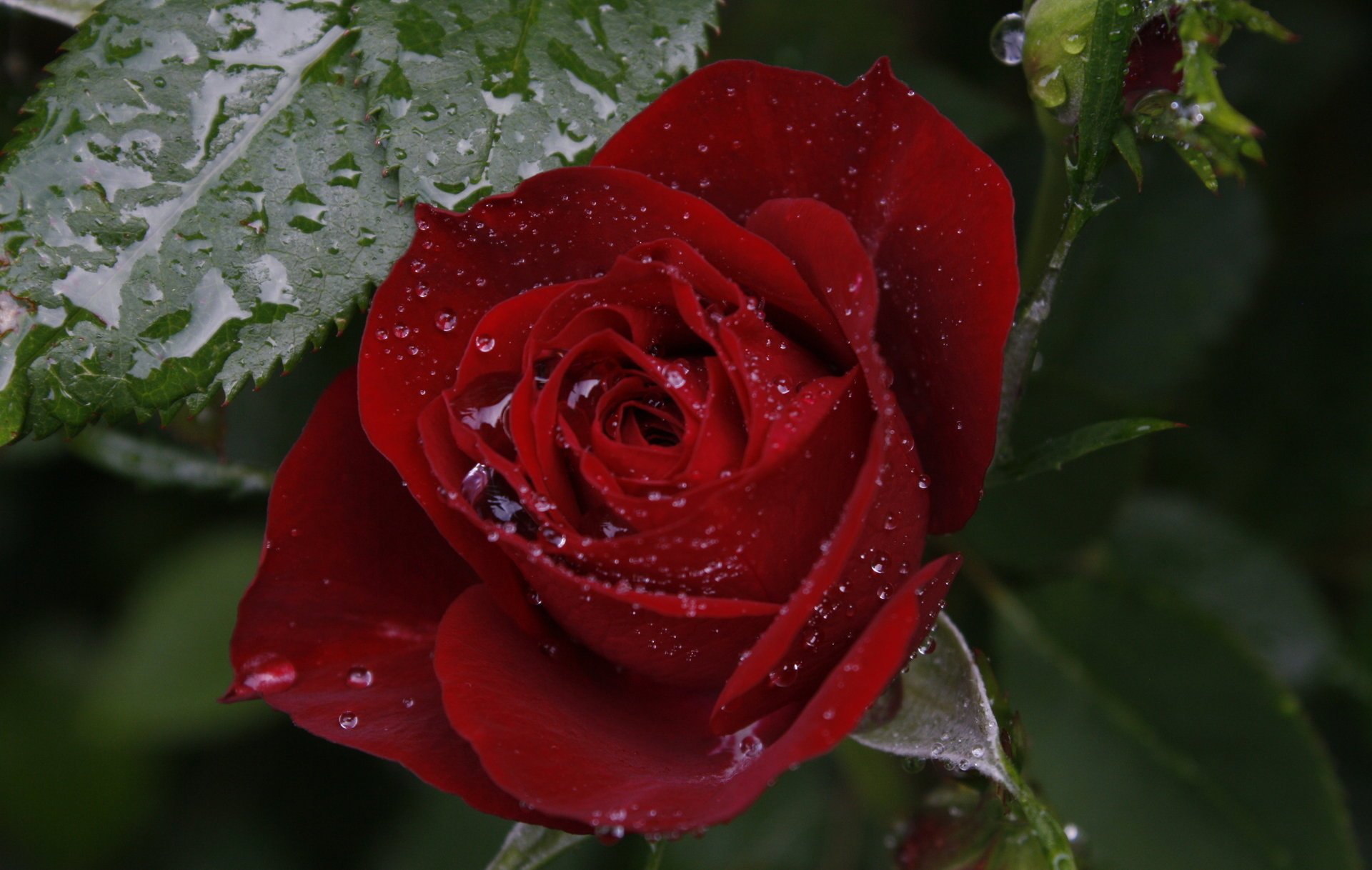 rosa rocío macro hermoso