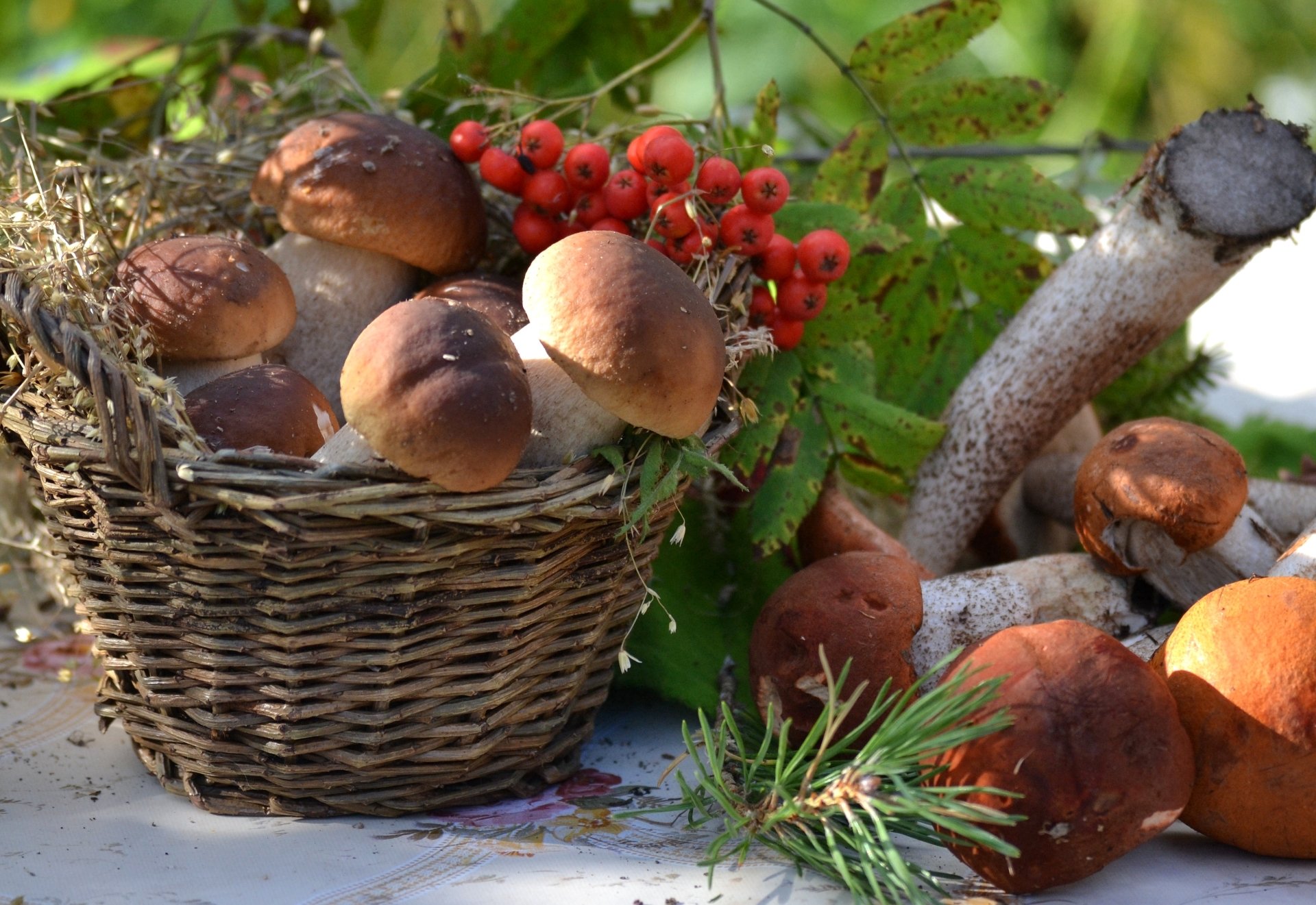 korb pilze steinpilze eberesche