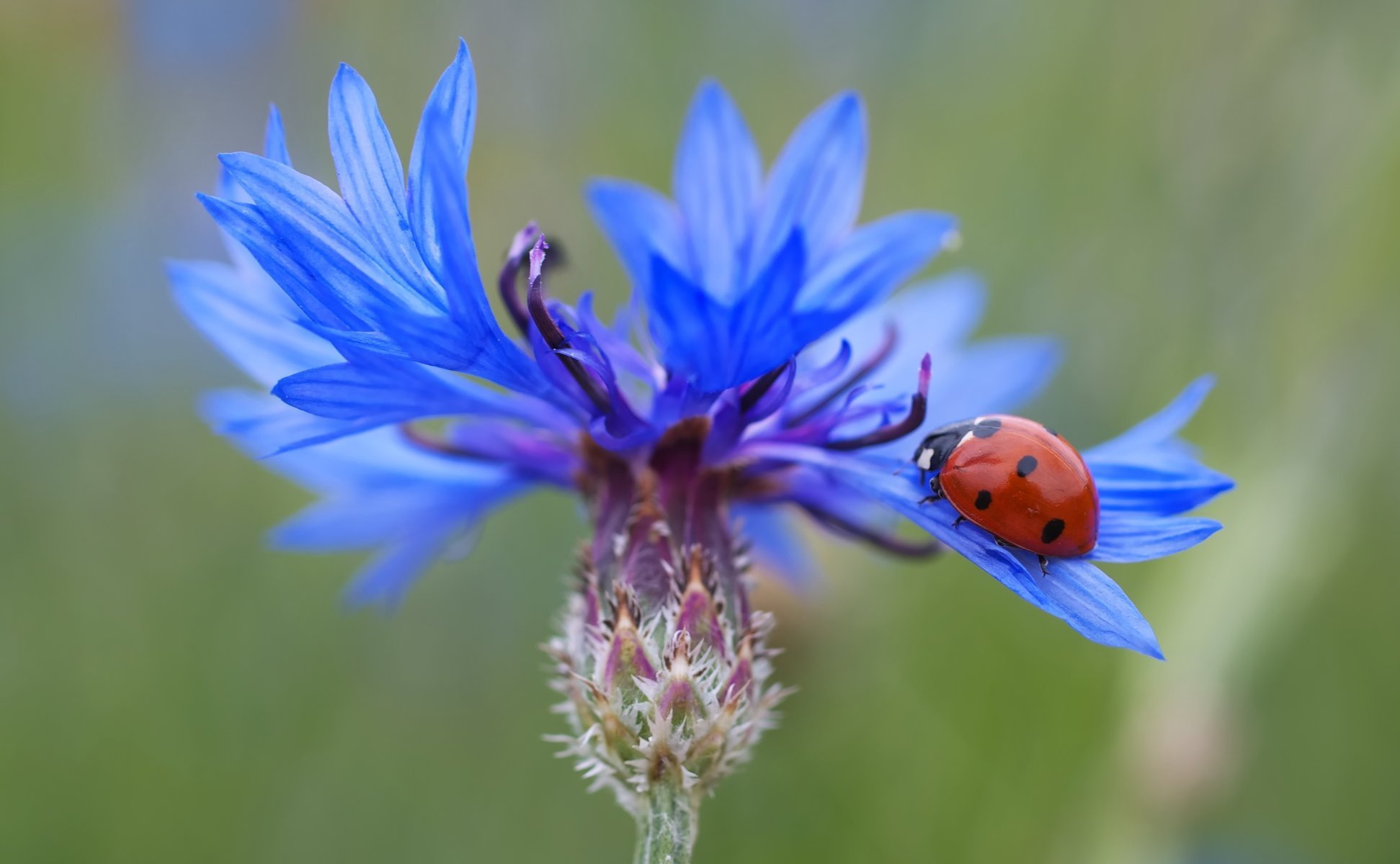 fleur bleu coccinelle gros plan composition