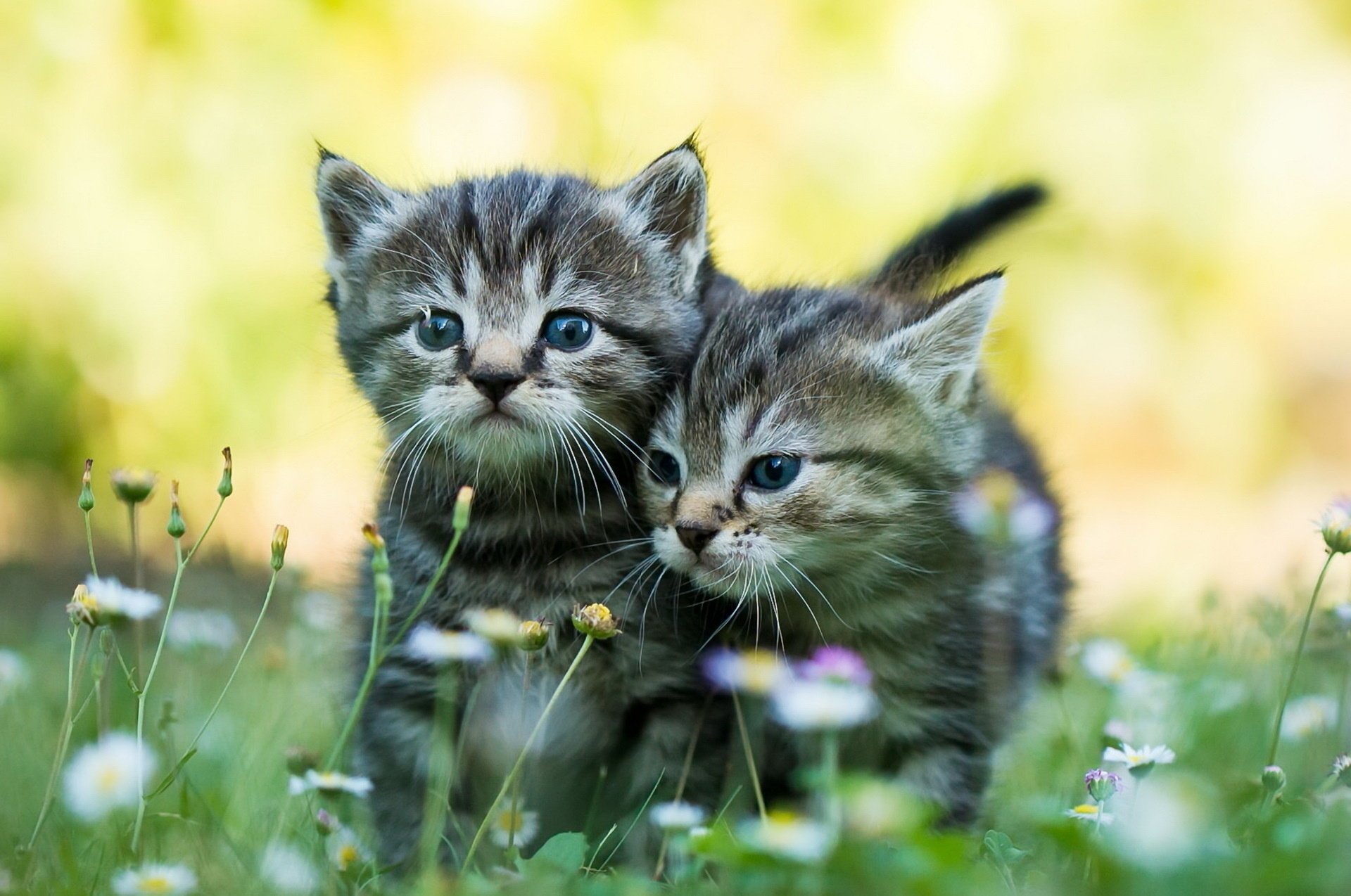 chatons tout-petits nature couple prédateurs