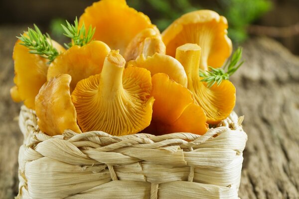 Yellow chanterelle mushrooms in a basket