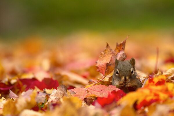 Rothaarige Eichhörnchen auf Herbstlaub