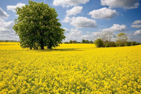 Baum am Nachmittag im Rapsfeld