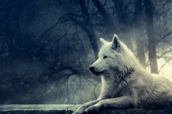 A white wolf in a gloomy forest