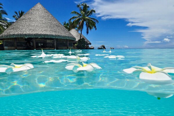 Bulgalo junto al mar con flores flotantes