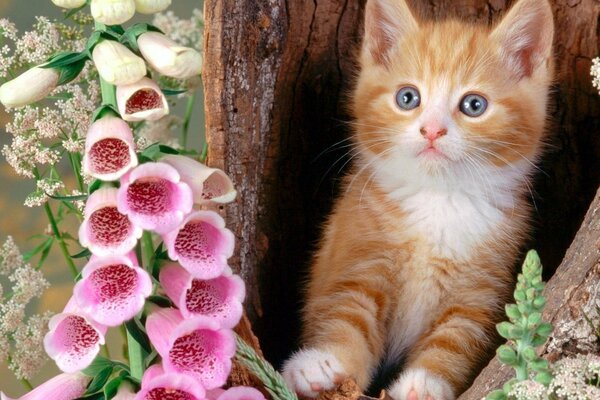 Rosa Fingerhut. Rotes neugieriges Kätzchen auf einem Baum. Kätzchen mit Blumen