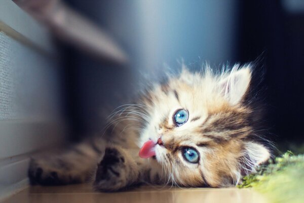 A blue-eyed kitten on the floor. A kitten with a tongue. Fluffy miracle