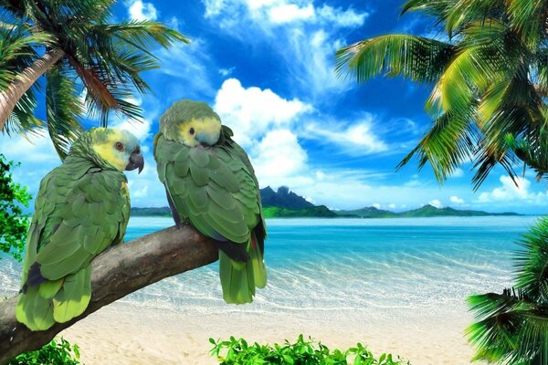 Parrots on a tree on a tropical island