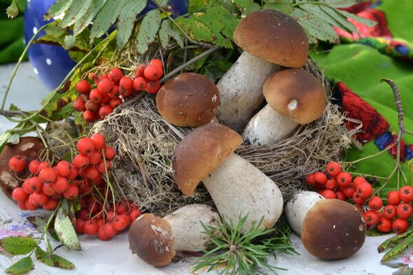 Setas porcini y racimos de serbal