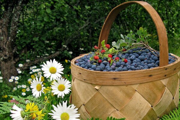 Berries in a basket near daisies on the background of the garden