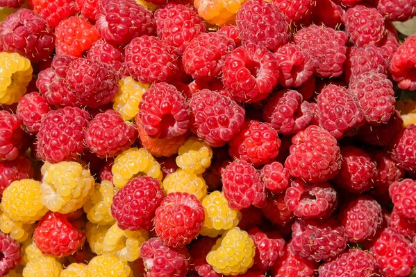 Délicieuses baies de framboises rouges et jaunes