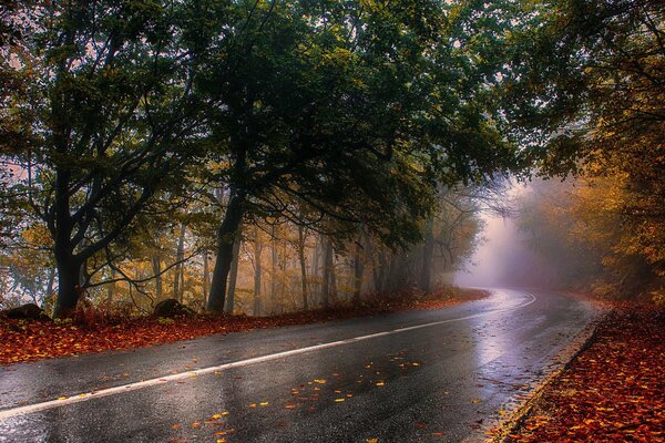 The road in the autumn forest after the rain